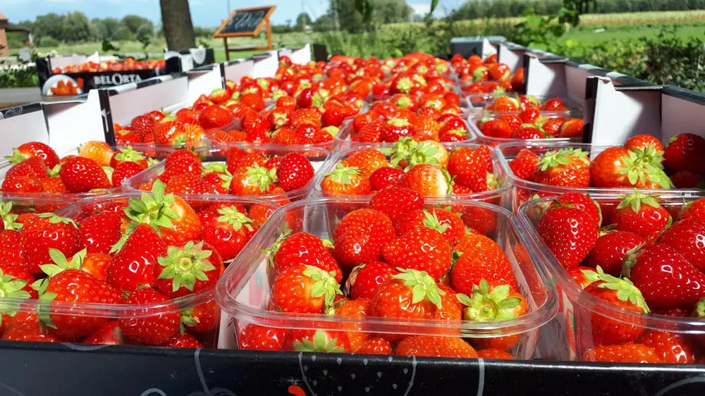 nieuwbouw-kapelle-op-den-bos-bospark-aardbeien-prinsheerlijk-streekproducten